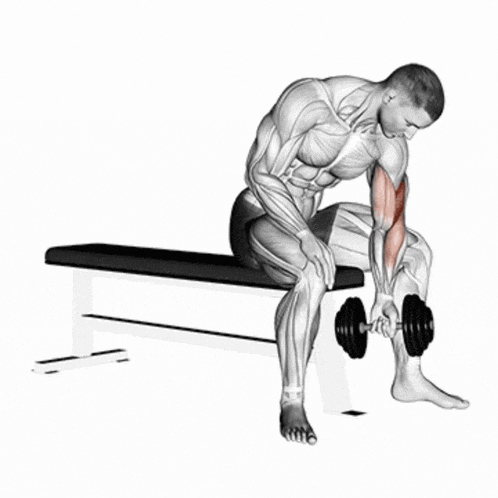rosca-concentrada-no-banco Treino de Bíceps e Tríceps: Guia Completo para Hipertrofia e Força
